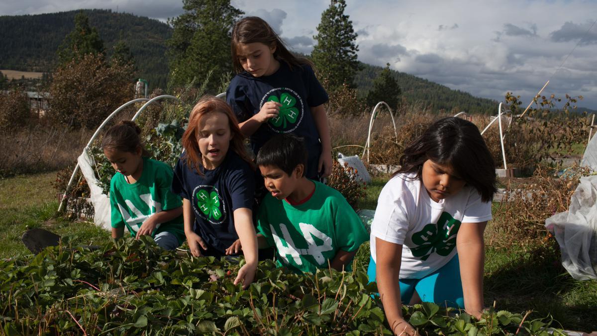 Five young 4-h members work in the soil of a strawberry patch.