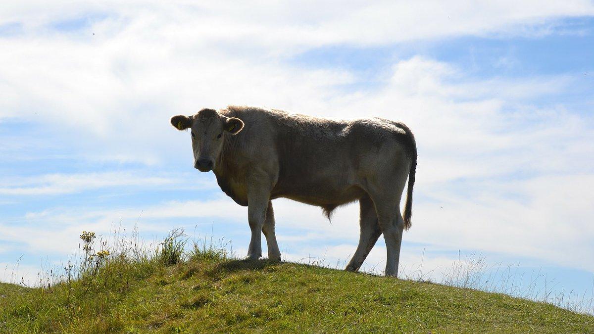 A cow standing on a grassy green hill.