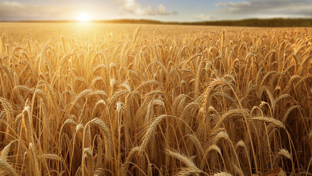 A field of ripe grain glistens in the summers sun.
