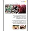 洋葱粉根病:生物学及防治
