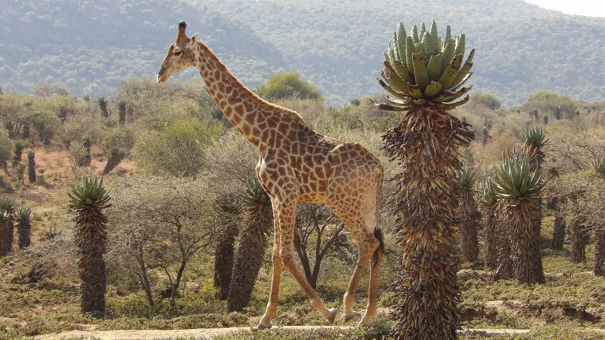 A giraffe towers over an aloe plant in the African bush